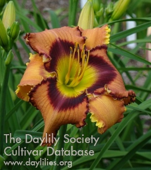 Daylily 50 Shades of Brown